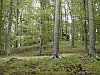 Durch herrlichen Buchenwald gehts hinauf zur Brackenburg