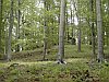 Durch herrlichen Buchenwald gehts hinauf zur Brackenburg