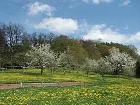 Bild: (20902 Bytes)