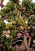 Mangobaum