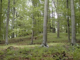 Bild: (27458 Bytes)