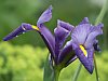 Iris